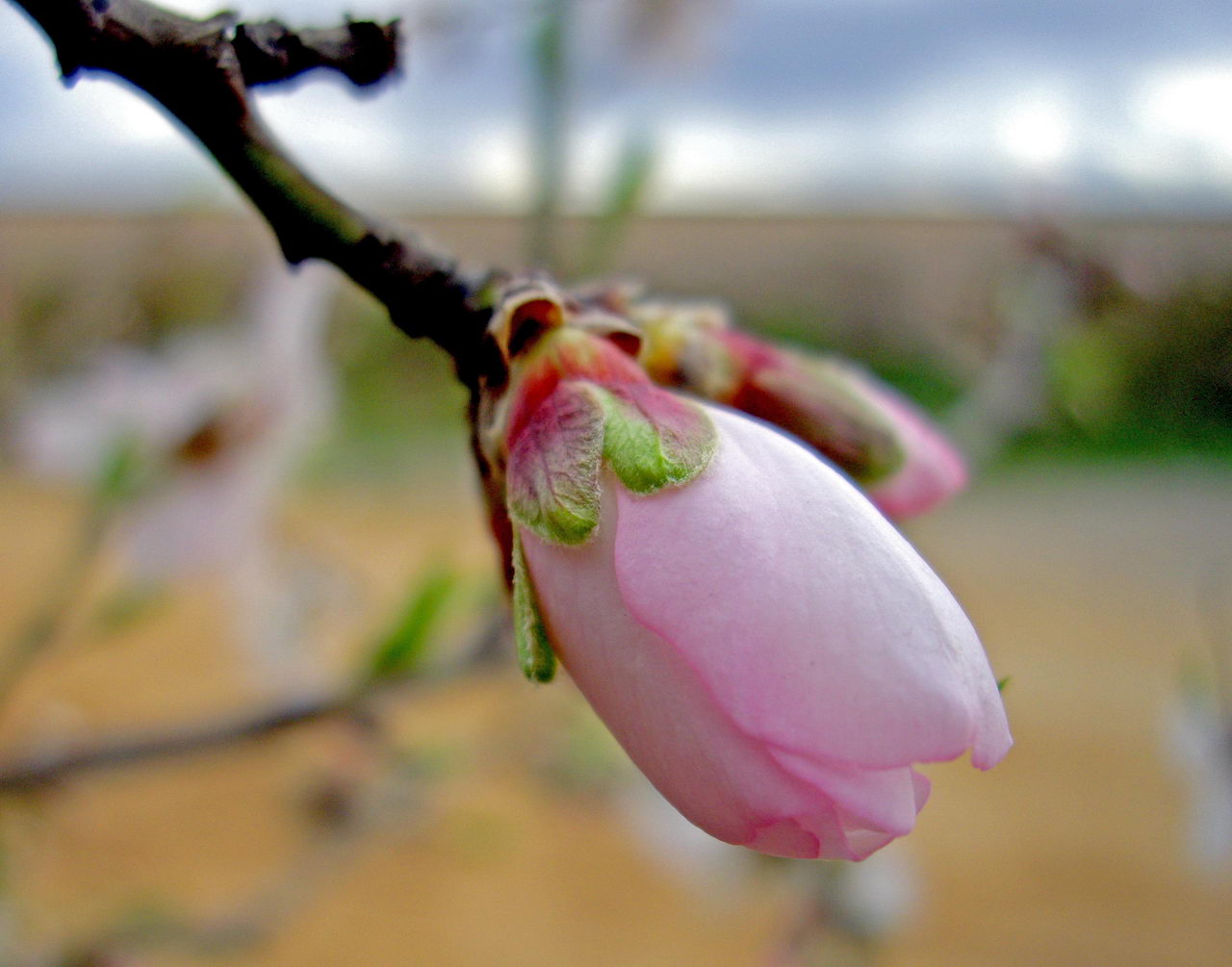 معرفی و راهنمای پرورش گیاهان - درخت بادام